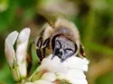 Wildbienen fliegen wieder - LAVES informiert ber friedliebende Ntzlinge
