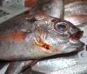 300 Beschftigte der Fischindustrie im Warnstreik