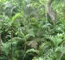 WWF-Wasserstudie listet bedrohteste Amazonasgebiete