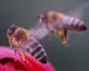 Bundesministeriums fr Ernhrung, Landwirtschaft und Verbraucherschutz schreibt Frdermittel fr die Bienenforschung aus