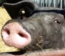 Schweinegrippe bei Schwein in USA entdeckt
