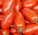 Greenpeace-Test: Belastung von Tomaten mit Pestiziden sinkt - Problematisch bleibt die steigende Zahl verschiedener Pflanzengifte