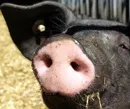 Vierter Schweinegrippe-Todesfall in Niedersachsen