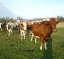 DLG-Herdenmanager Milchvieh 