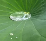 Lotus-Effekt