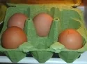 Dioxin-belastete Eier ungefhrlich