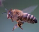 Einmaliges Projekt: Honigbienen ausgewildert
