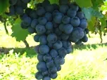  Neues Weinbaufungizid gegen Rebenperonospora -  Fantic F 