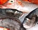 Ministerium warnt vor rotem Tilapia-Fisch