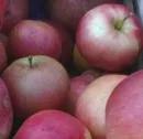 Apfelbauern rechnen mit guten Preisen
