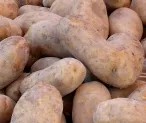 Genkartoffeln 