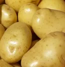 Deutscher Hersteller verzichtet auf Gen-Kartoffel