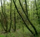 Waldnaturschutz