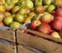 Informationsmangel bei Herkunftsangaben fr Obst und Gemse
