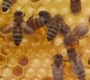 Amerikanische Faulbrut bei Bienen weitet sich aus