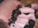 Schweinezucht