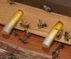 Doppelt so viele Bienen wie blich im Winter gestorben