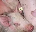 Nhrstoffverdaulichkeit und energetischer Futterwert von ethanolisch behandeltem Rapsextraktionsschrot an wachsenden Schweinen