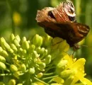Schmetterlinge und Gentechnik