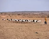 Hirtin in Somalia