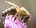 Bienen schtig nach Nikotin und Koffein? Evolution nutzt Anziehungskraft