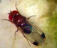 Drosophila suzukii Mnnchen