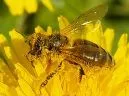Strenges Zulassungsverfahren fr Pflanzenschutzmittel sichert Bienenschutz 