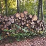 Wald&Holz
