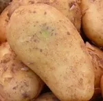 Gen-Kartoffeln 