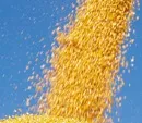 Ukraine weist Dioxin-Vorwurf in Mais zurck