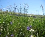 Typisch schsisch: Vielfalt heimischer Pflanzen im Ackerland sichern