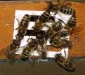 Imker beklagen groe Verluste bei Bienenvlkern