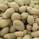 Ernte von Genkartoffel Amflora beginnt