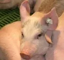 Trend hlt an: mehr Mastschweine aber weniger Zuchtsauen
