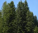 Waldbericht der Bundesregierung: Zustand des deutschen Waldes ist besorgniserregend 