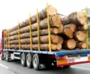 Brunner: Holzpreise in Bayern angezogen