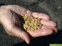 Getreide-Saatgut