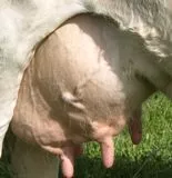 Milchwirtschaft