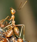 Artenvielfalt und funktionelle Diversitt im Regenwald - Forschungen zur Ressourcennutzung von Ameisen