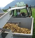 Grne protestieren gegen Genkartoffel-Ernte