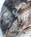 Greenpeace prft Fischangebot von Supermrkten