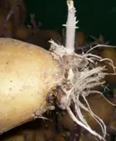 Frhkartoffeln versptet ausgepflanzt 