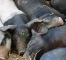 Schweinetag befasst sich mit umstrittenen Gro-Stllen