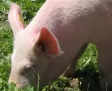 Schweinepest-Impfung