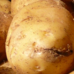 Genkartoffel Amflora