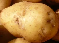Bio-Frhkartoffeln