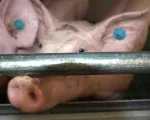 Antibiotikum in Schweinefleisch