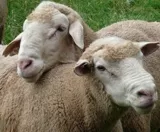Schafherde wird wegen Tierseuche gettet