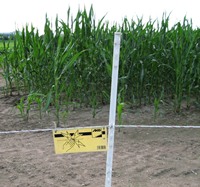 Feld mit gentechnisch verndertem Mais (c) proplanta