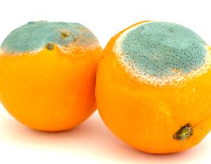 Verschimmelte Orangen